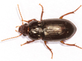 Amara apricaria